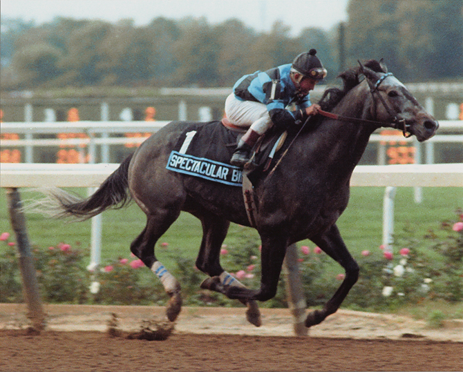 Spectacular Bid